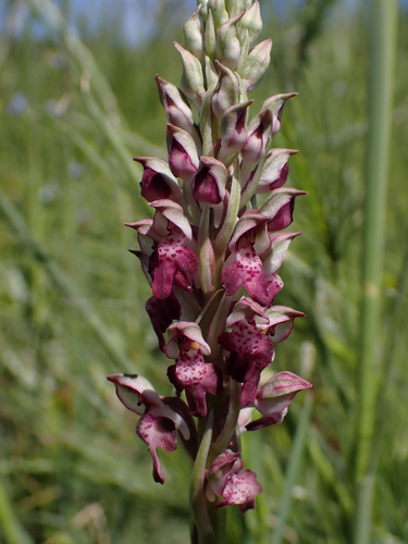 Bug Orchid