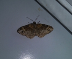 Xanthorhoe ferrugata