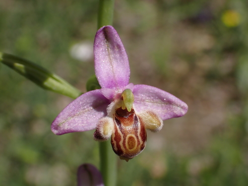 Ophrys schulzei