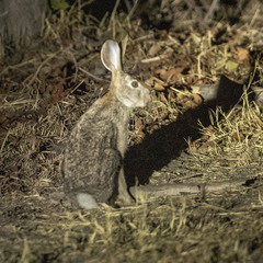 Lepus saxatilis