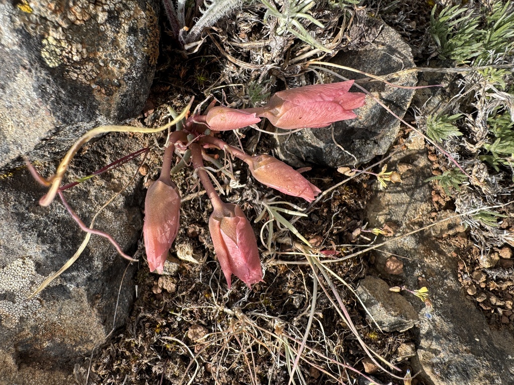 Bitterroot from Kittitas County, WA, USA on May 16, 2025 at 04:39 PM by ...
