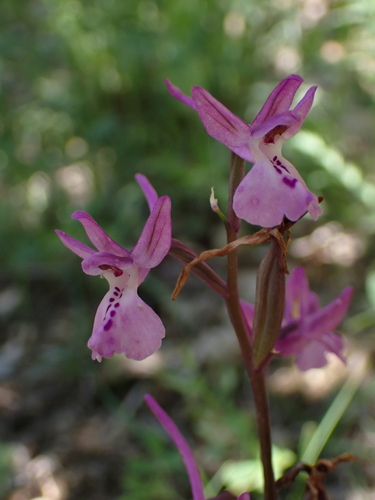 Anatolian Orchid