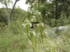 Monarda citriodora austromontana