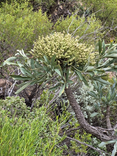 Cussonia paniculata Eckl. & Zeyh. 4