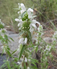 Monarda citriodora austromontana