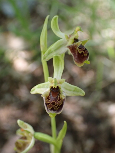 Ophrys bornmuelleri carduchorum