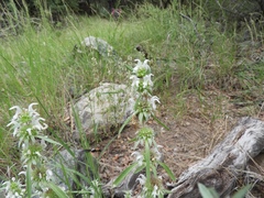Monarda citriodora austromontana