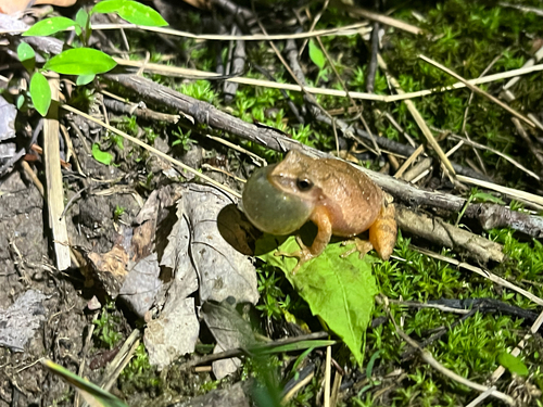 Spring Peeper