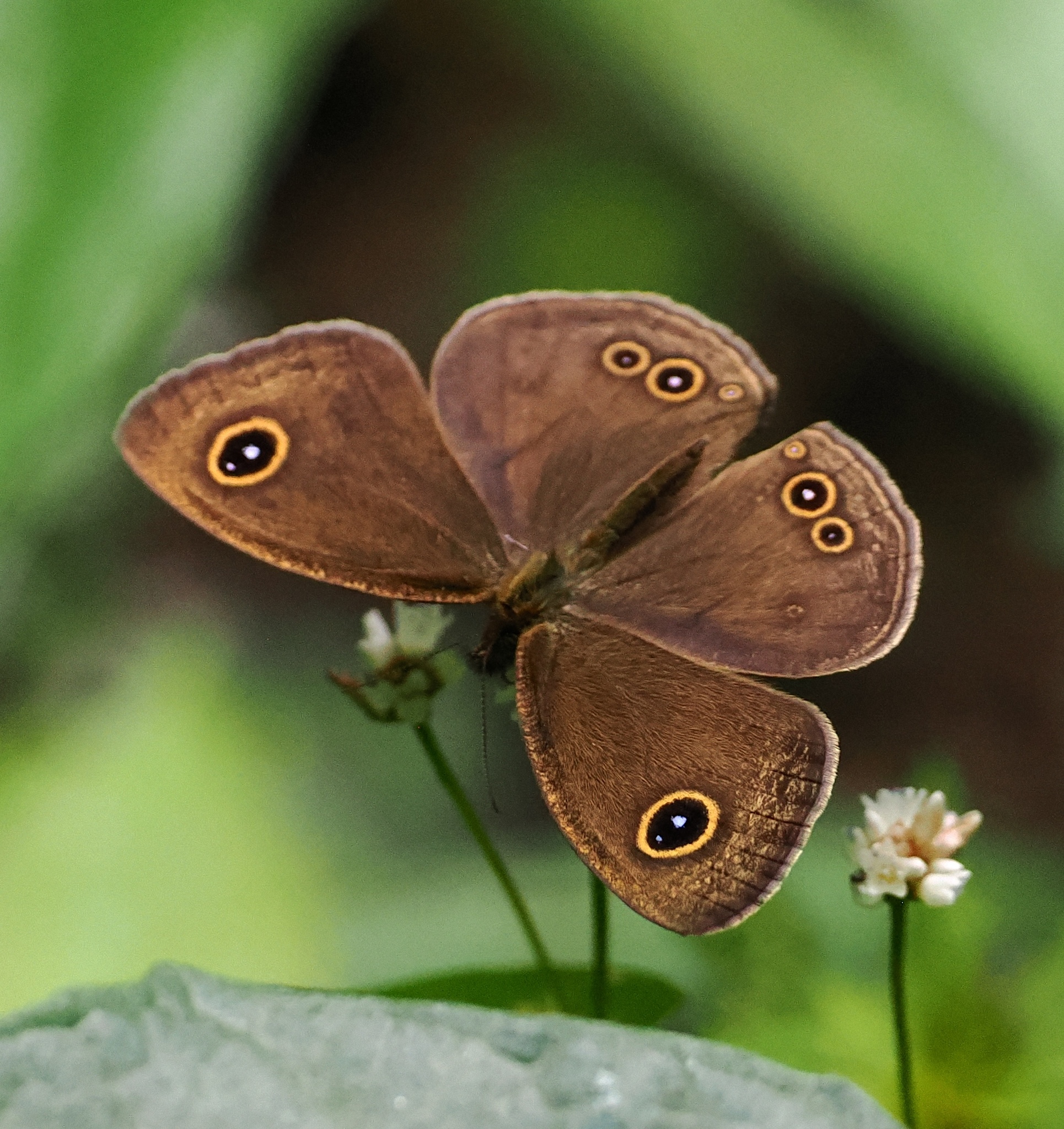 West Himalayan Five-Ring
