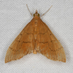 Sericoplaga externalis