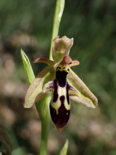 Ophrys cilicica