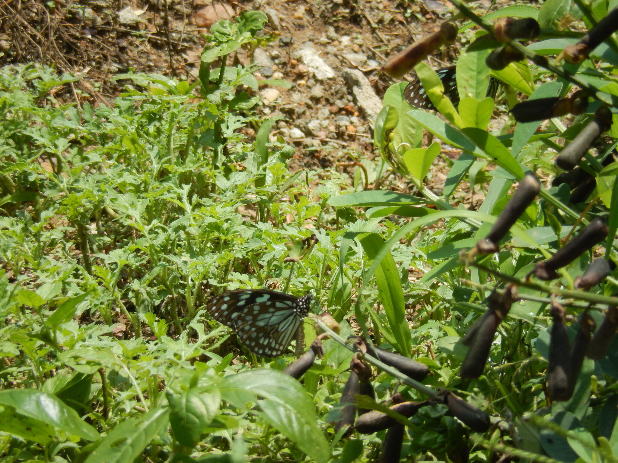 Blue Tiger