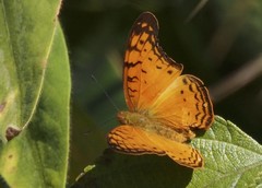 Phalanta madagascariensis