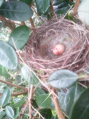 Anthochaera chrysoptera