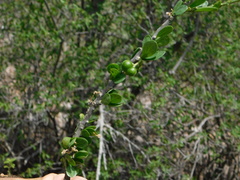 Adelia obovata