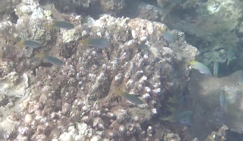 Neopomacentrus sororius observed 2025-05-18