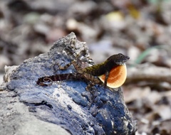 Anolis allogus