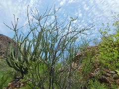 Adelia obovata