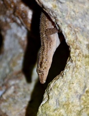 Tarentola americana