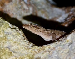 Tarentola americana
