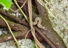 Tropidophis melanurus