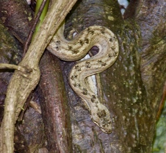 Tropidophis melanurus