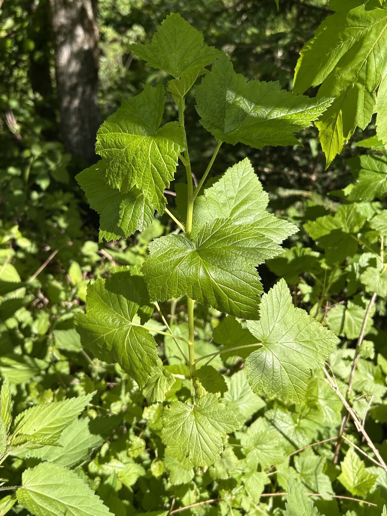 Ribes nigrum