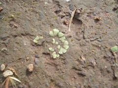 Riccia crystallina