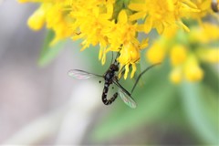Dolichomyia gracilis