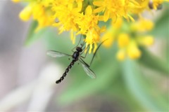 Dolichomyia gracilis