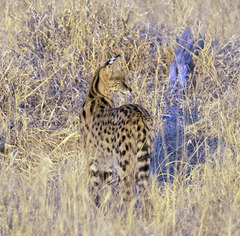 Leptailurus serval serval