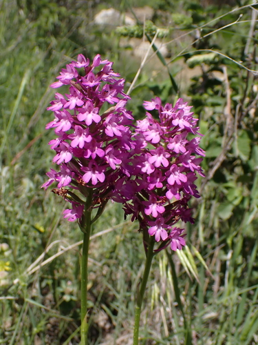 pyramidal orchid
