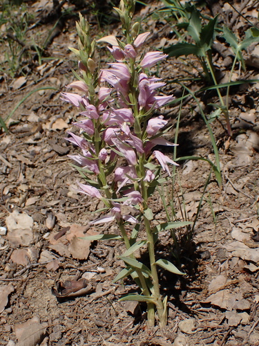 Cephalanthera kurdica