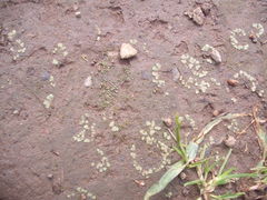 Riccia crystallina