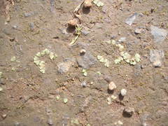 Riccia crystallina