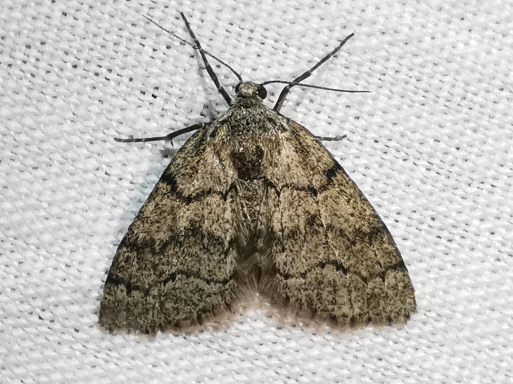 Tephronia
