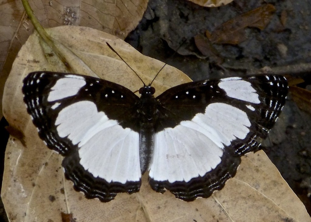 Neptis kikideli