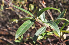 Salix melanopsis