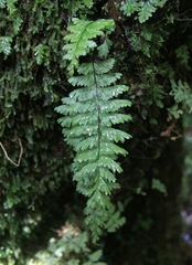 Hymenophyllum pectinatum