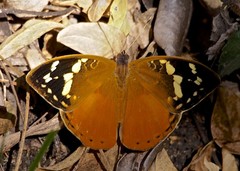 Aterica rabena