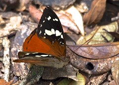 Aterica rabena