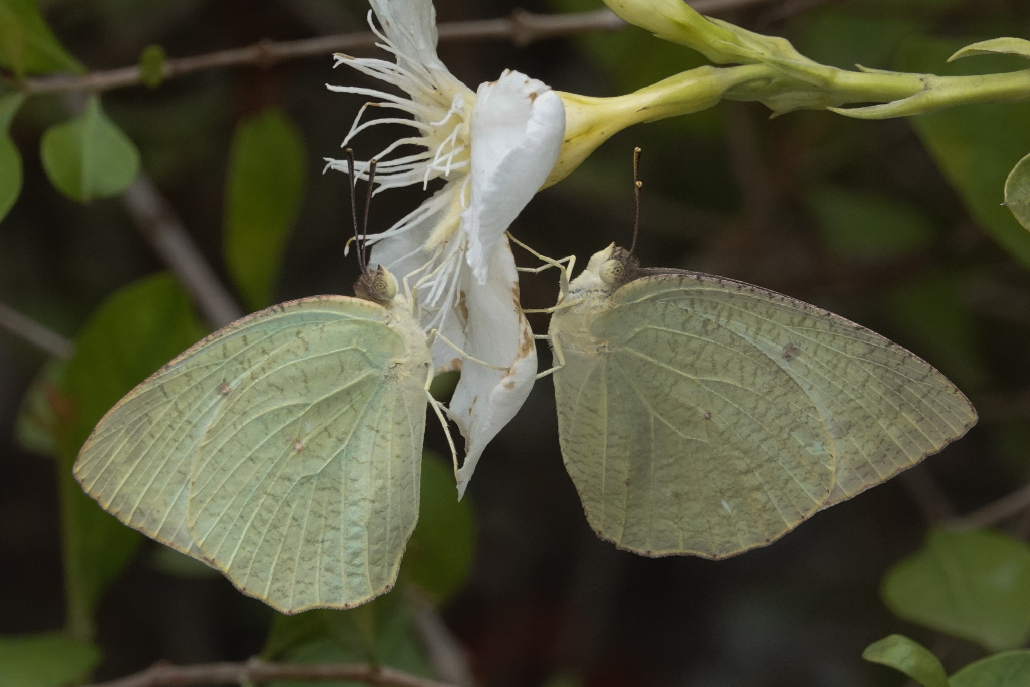Mottled Emigrant