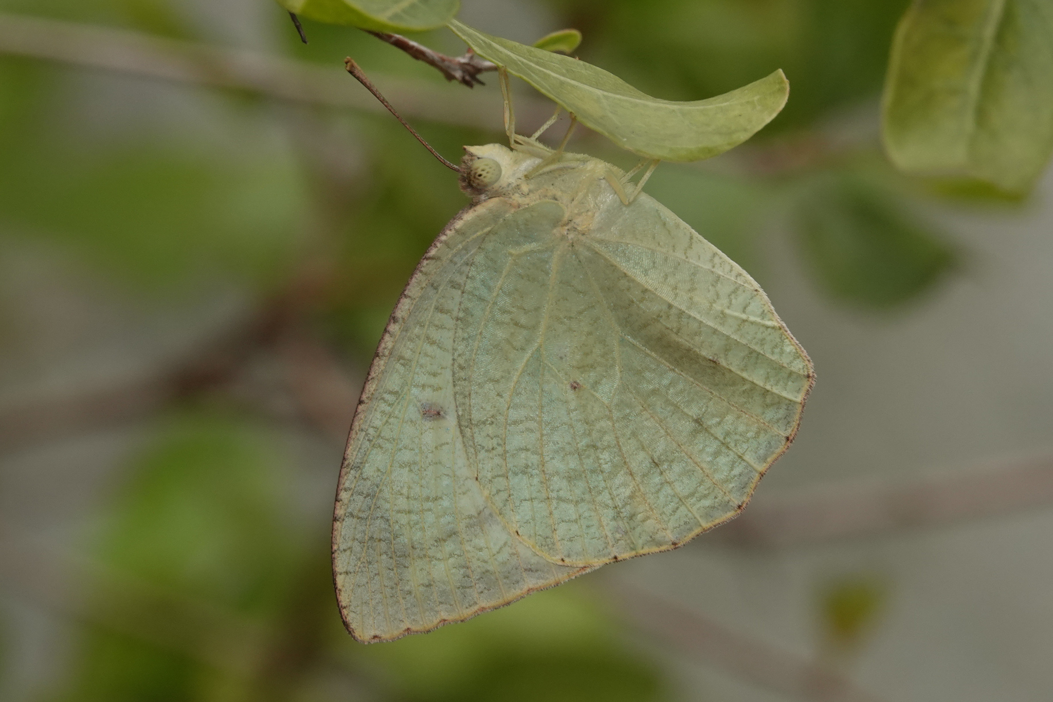 Mottled Emigrant