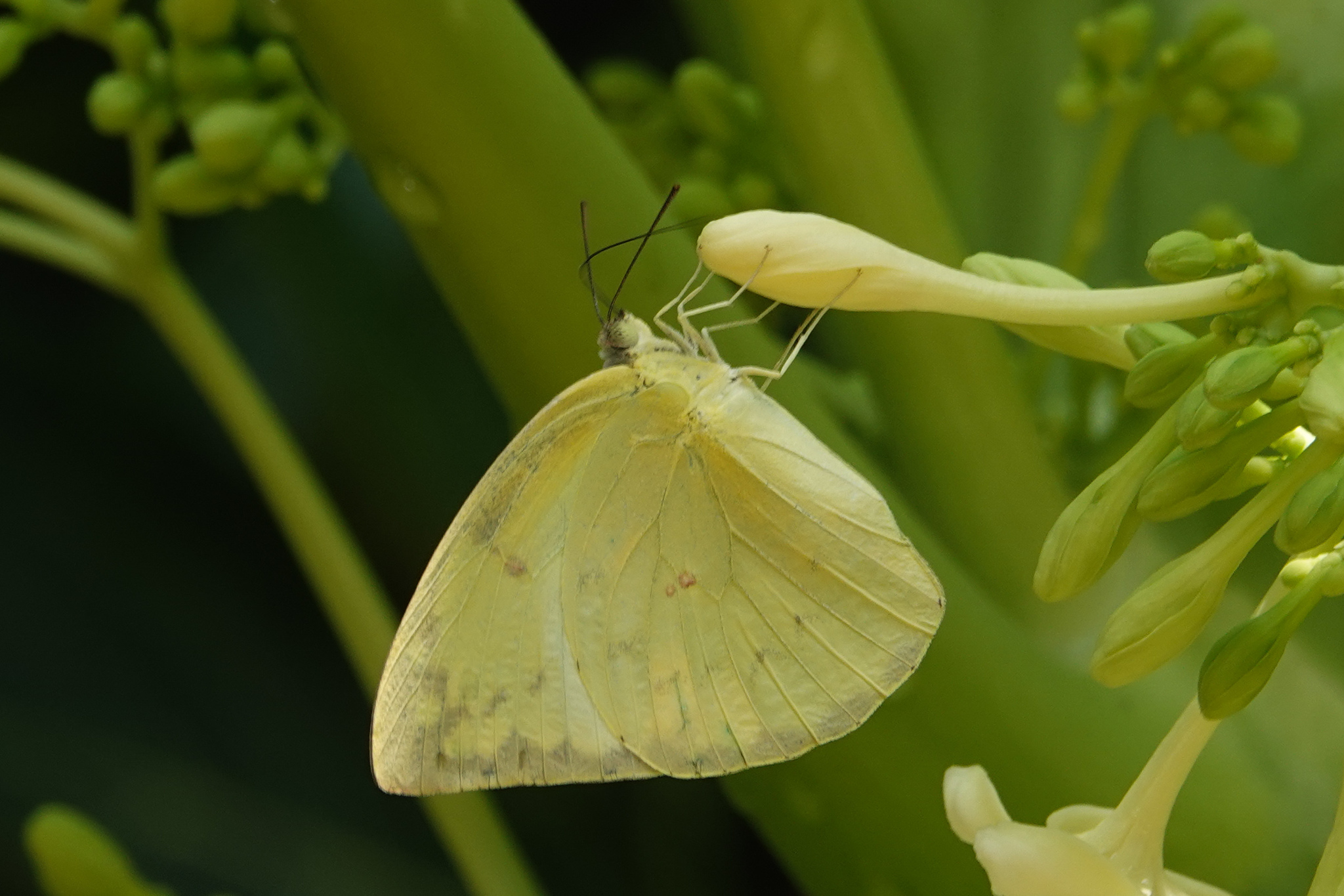 Lemon Emigrant