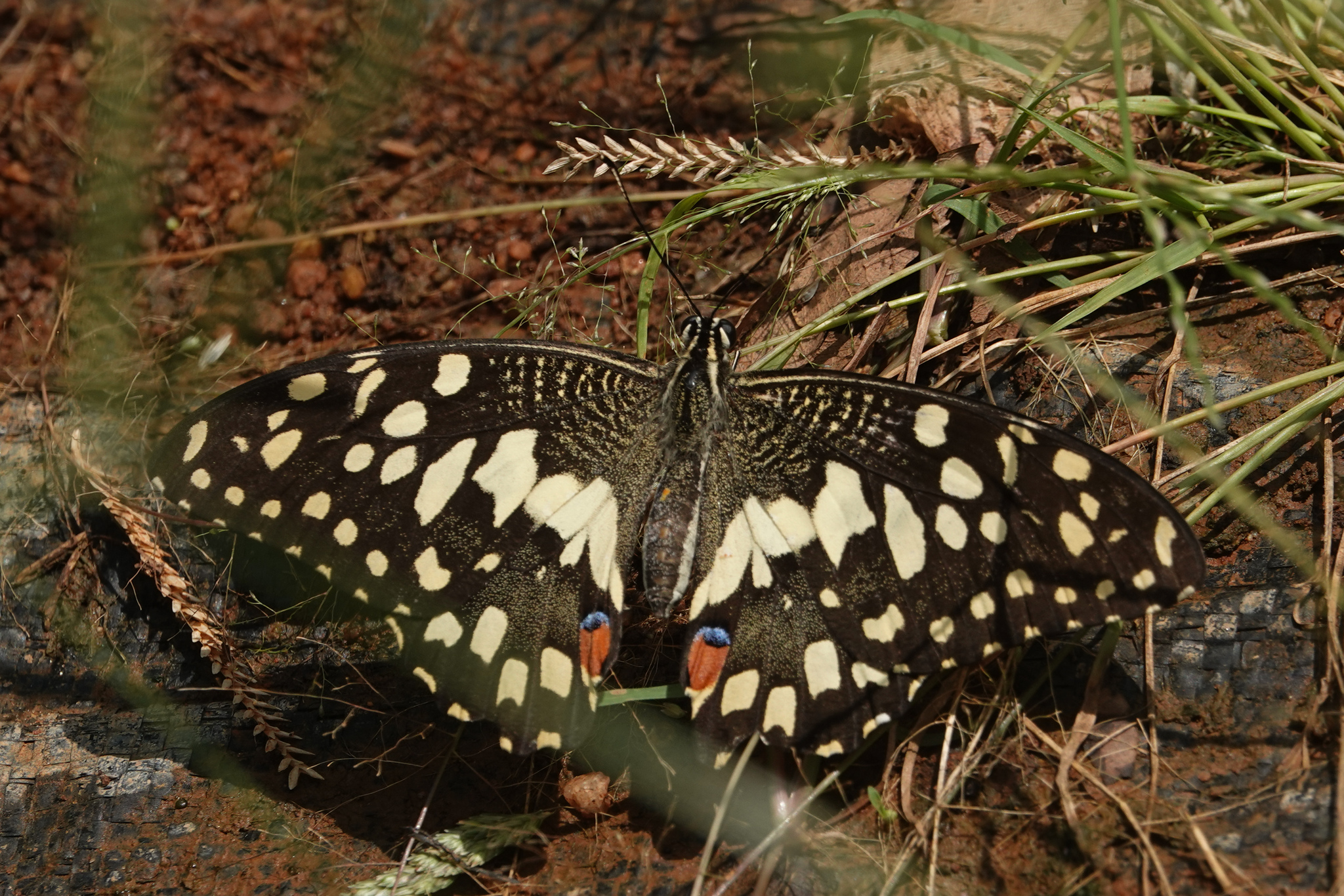 Lime Swallowtail