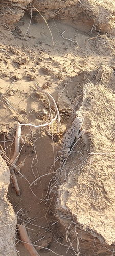 Brilliant ground agama