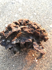 Clathria