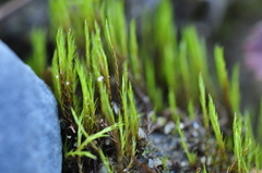 Flexitrichum flexicaule