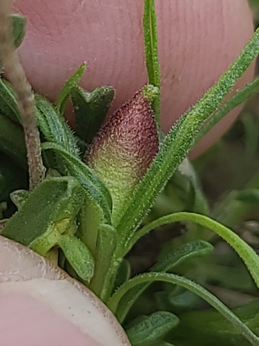 Rhopalomyia gutierreziae