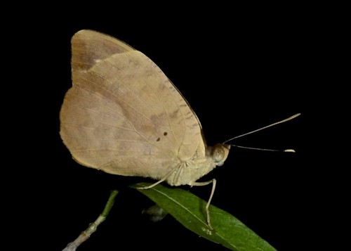 Madagascar forest nymph